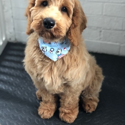 Windle Woofs | Dog Grooming | Photos | Gallery |