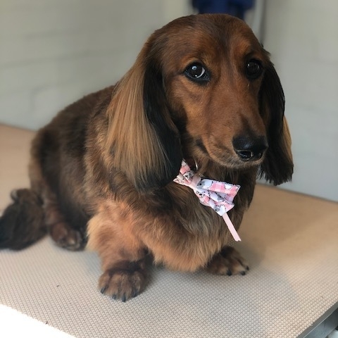Windle Woofs | Dog Grooming | Photos | Gallery |