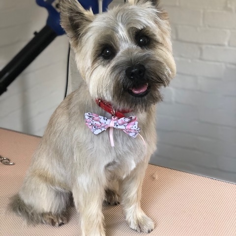 Windle Woofs | Dog Grooming | Photos | Gallery |