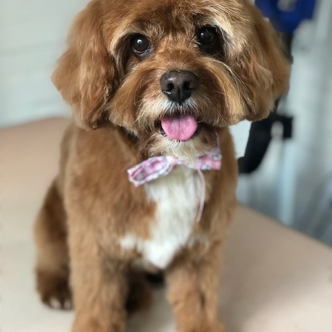 Windle Woofs | Dog Grooming | Photos | Gallery |