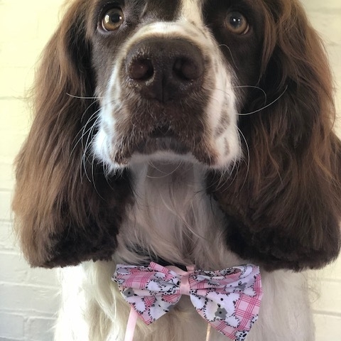 Windle Woofs | Dog Grooming | Photos | Gallery |