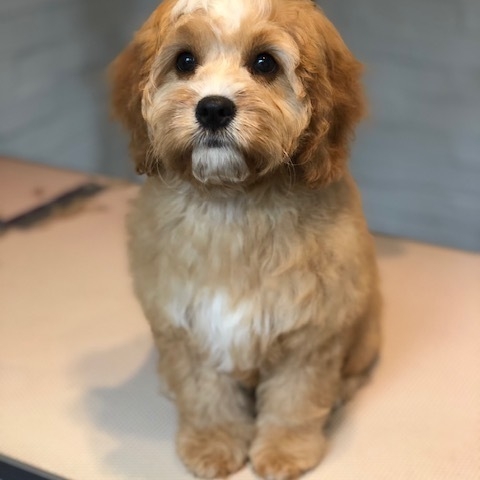 Windle Woofs | Dog Grooming | Photos | Gallery |