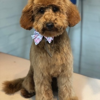 Windle Woofs | Dog Grooming | Photos | Gallery |
