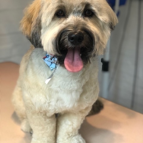 Windle Woofs | Dog Grooming | Photos | Gallery |