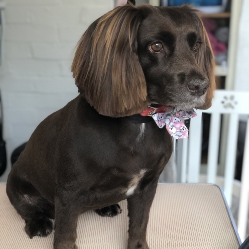 Windle Woofs | Dog Grooming | Photos | Gallery |
