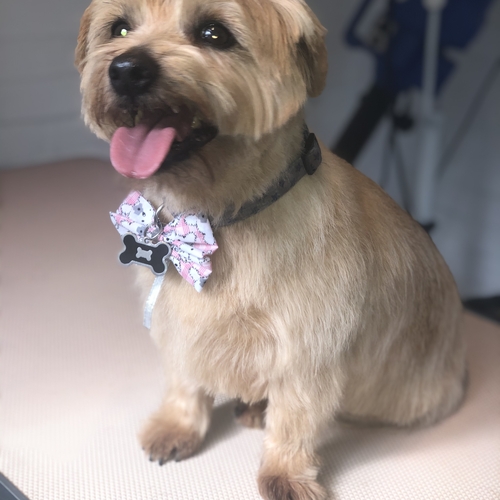 Windle Woofs | Dog Grooming | Photos | Gallery |