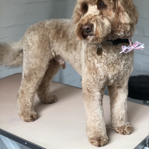 Windle Woofs | Dog Grooming | Photos | Gallery |