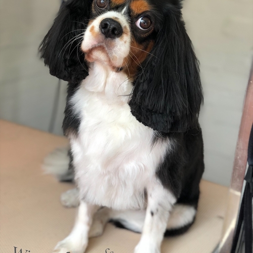 Windle Woofs | Dog Grooming | Photos | Gallery |