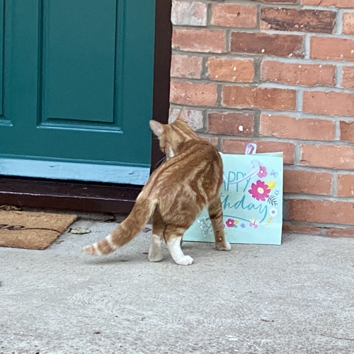 2011 Renault Kangoo Sport 1.5DCi Micro Camper Van 1 Berth PRO CONVERSION
