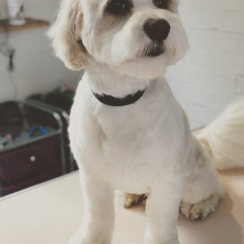 Windle Woofs | Dog Grooming | Photos | Gallery |