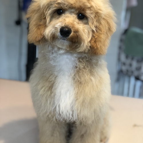 Windle Woofs | Dog Grooming | Photos | Gallery |