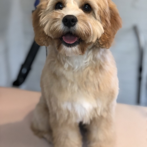 Windle Woofs | Dog Grooming | Photos | Gallery |