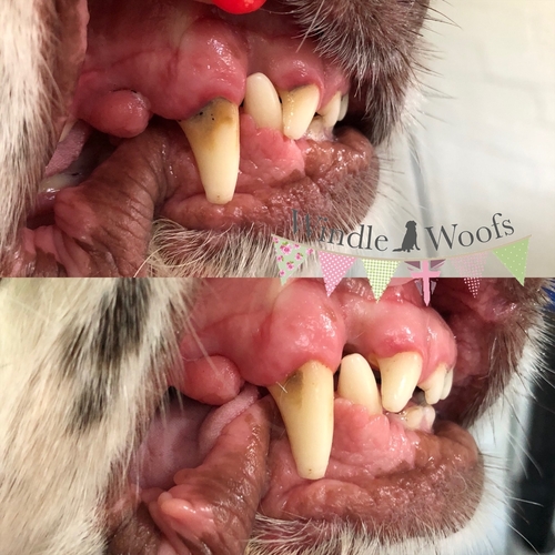Windle Woofs | Dog Grooming | Photos | Gallery |