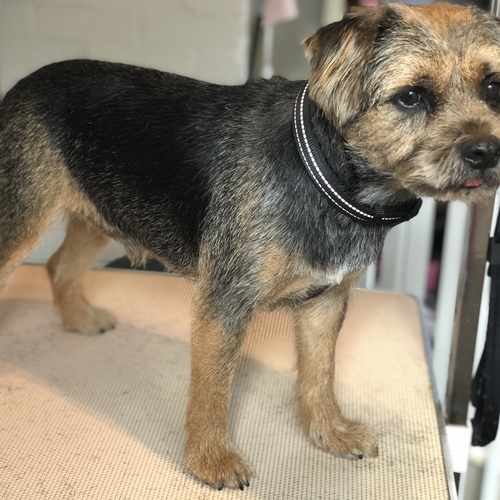Windle Woofs | Dog Grooming | Photos | Gallery |