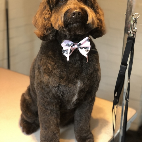 Windle Woofs | Dog Grooming | Photos | Gallery |