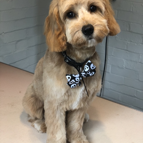 Windle Woofs | Dog Grooming | Photos | Gallery |