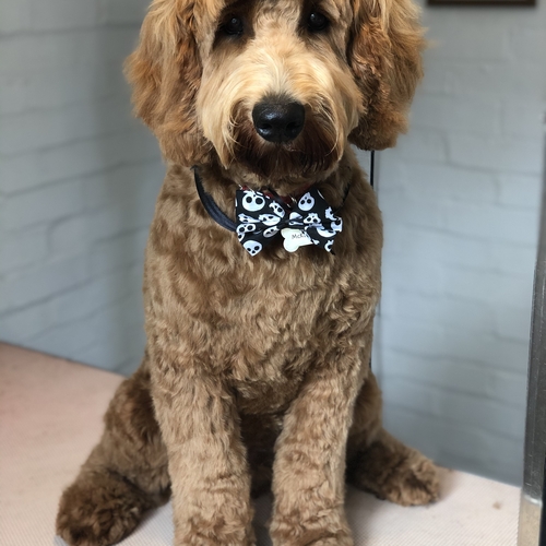 Windle Woofs | Dog Grooming | Photos | Gallery |