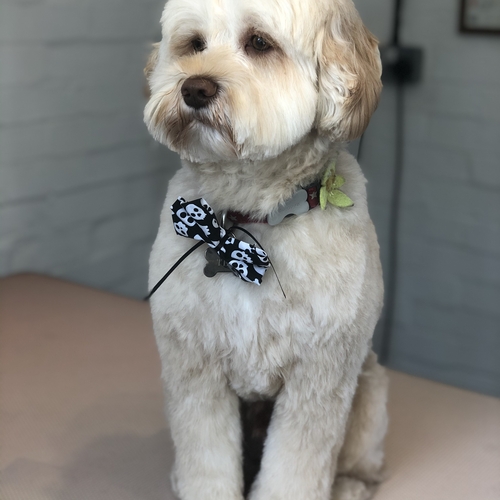 Windle Woofs | Dog Grooming | Photos | Gallery |