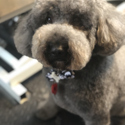 Windle Woofs | Dog Grooming | Photos | Gallery |