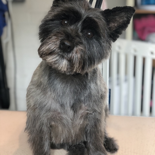 Windle Woofs | Dog Grooming | Photos | Gallery |