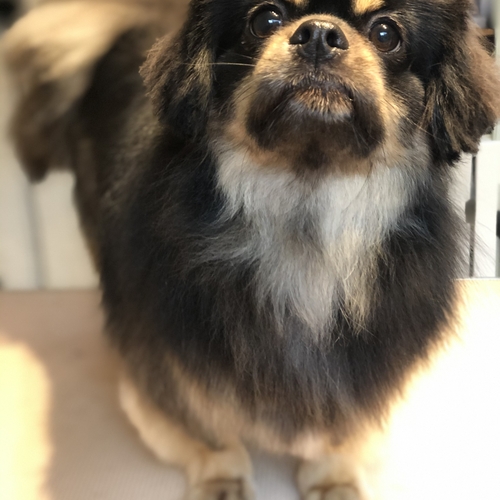 Windle Woofs | Dog Grooming | Photos | Gallery |