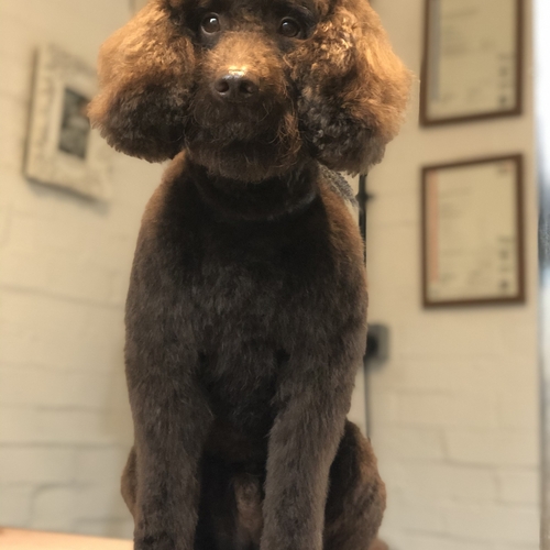 Windle Woofs | Dog Grooming | Photos | Gallery |