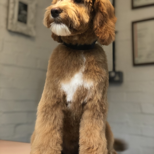 Windle Woofs | Dog Grooming | Photos | Gallery |