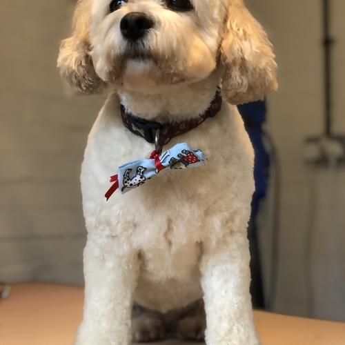 Windle Woofs | Dog Grooming | Photos | Gallery |