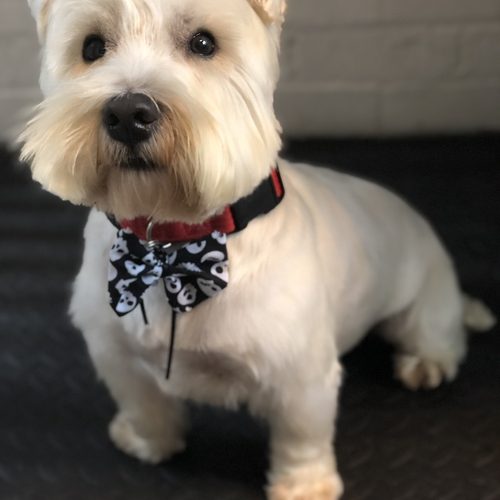 Windle Woofs | Dog Grooming | Photos | Gallery |