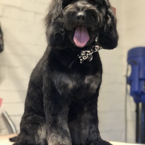 Windle Woofs | Dog Grooming | Photos | Gallery |