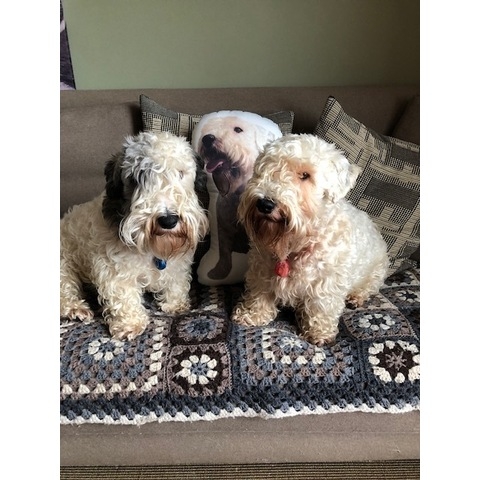 Personalised Pet Shaped Cushion, Single Sided