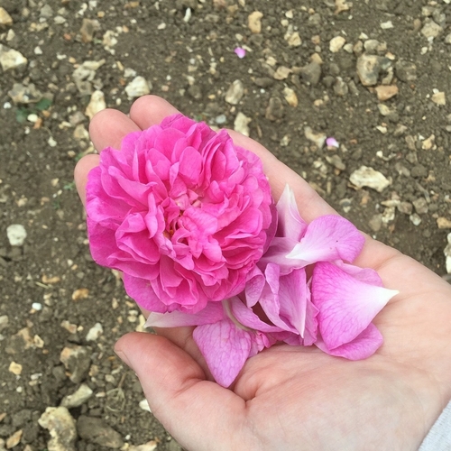 English Rose Water Sale