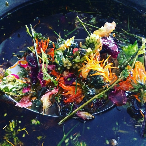 Herb and Flower face oil