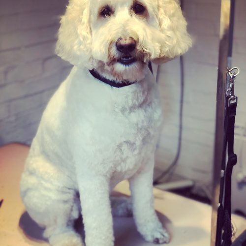Windle Woofs | Dog Grooming | Photos | Gallery |