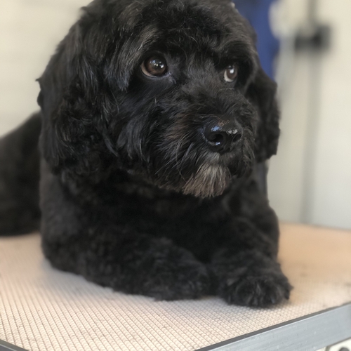 Windle Woofs | Dog Grooming | Photos | Gallery |