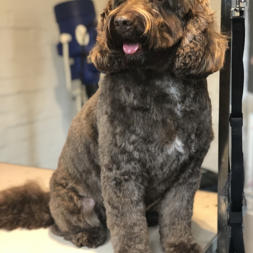 Windle Woofs | Dog Grooming | Photos | Gallery |
