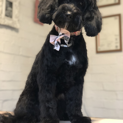 Windle Woofs | Dog Grooming | Photos | Gallery |