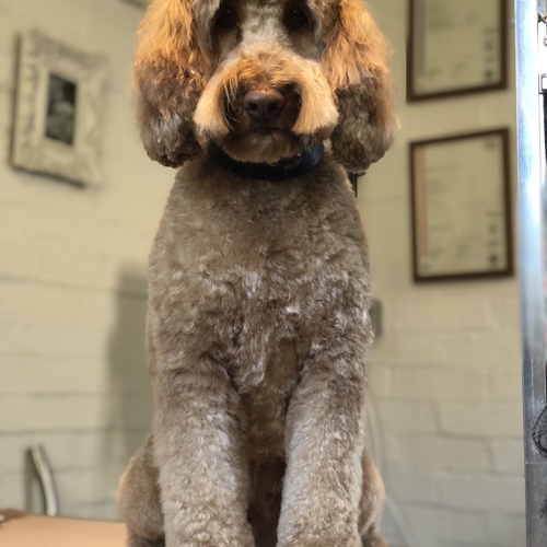 Windle Woofs | Dog Grooming | Photos | Gallery |
