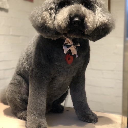 Windle Woofs | Dog Grooming | Photos | Gallery |