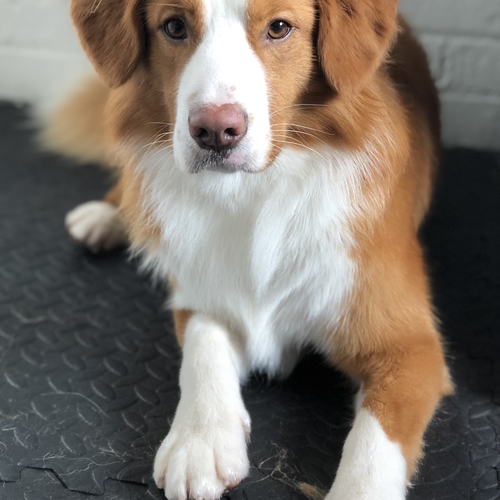 Windle Woofs | Dog Grooming | Photos | Gallery |