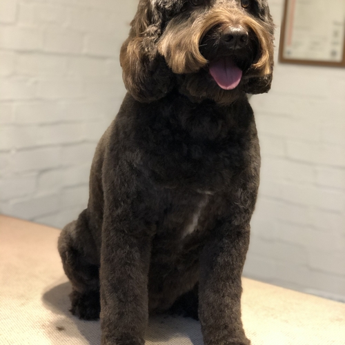 Windle Woofs | Dog Grooming | Photos | Gallery |