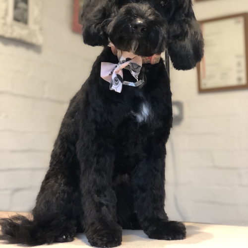 Windle Woofs | Dog Grooming | Photos | Gallery |