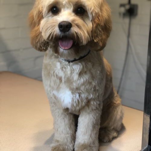 Windle Woofs | Dog Grooming | Photos | Gallery |