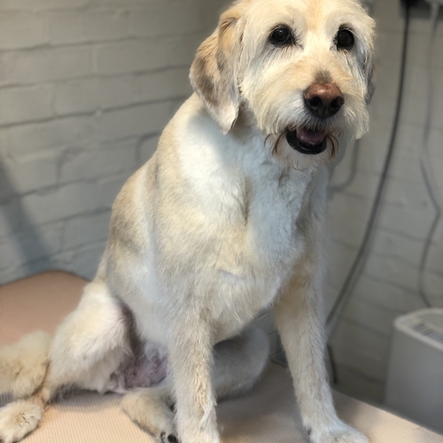 Windle Woofs | Dog Grooming | Photos | Gallery |