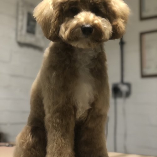 Windle Woofs | Dog Grooming | Photos | Gallery |