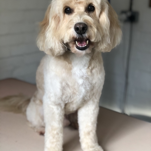 Windle Woofs | Dog Grooming | Photos | Gallery |