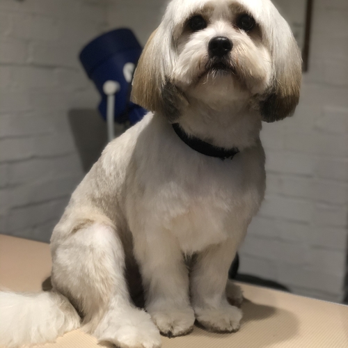 Windle Woofs | Dog Grooming | Photos | Gallery |