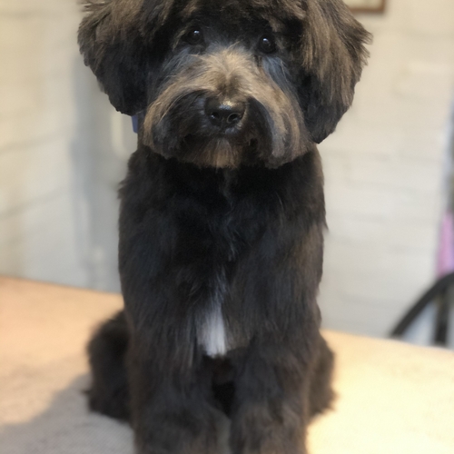 Windle Woofs | Dog Grooming | Photos | Gallery |
