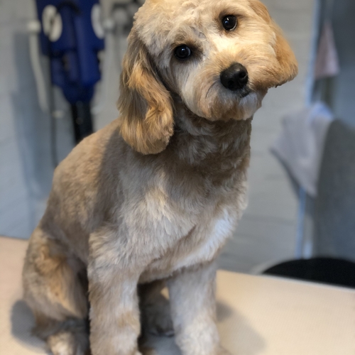 Windle Woofs | Dog Grooming | Photos | Gallery |