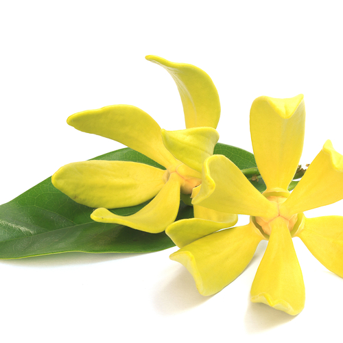 Evening Primrose Oil 1000mg 90 Soft Gel Capsules